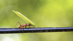 Acromyrmex octospinosus