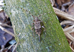 Acanthocinus reticulatus