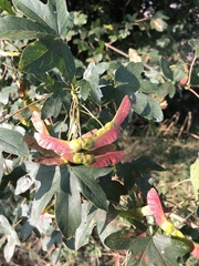 Acer campestre