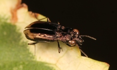 Notiophilus quadripunctatus
