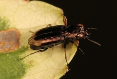 Notiophilus quadripunctatus