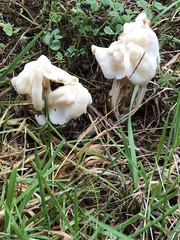 Helvella crispa