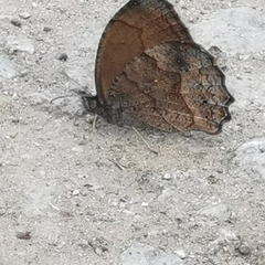 Pindis squamistriga
