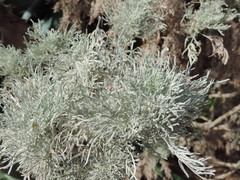 Artemisia arborescens