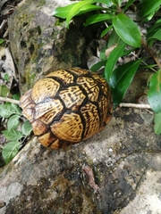 Terrapene carolina mexicana