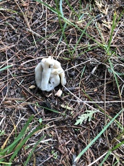 Helvella crispa