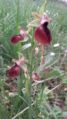 Ophrys helenae