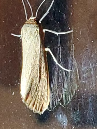 Virbia costata photo 5