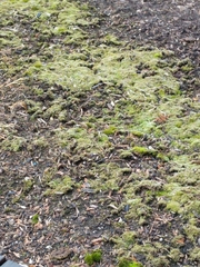 Bryopsida