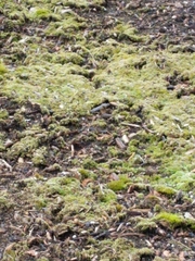 Bryopsida
