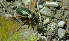 Carabus auratus