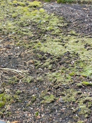 Bryopsida