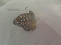 Pararge aegeria tircis