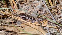 Aspidoscelis neomexicanus