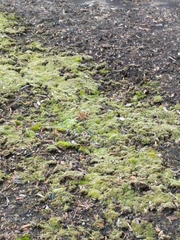 Bryopsida