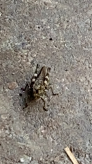 Melanoplus punctulatus