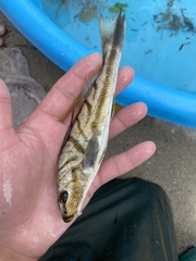 Menticirrhus saxatilis