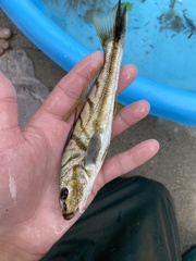 Menticirrhus saxatilis