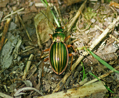 Carabus auratus
