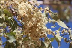 Eucalyptus apodophylla