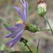 Symphyotrichum patens - Photo (c) chris buelow,  זכויות יוצרים חלקיות (CC BY-NC)