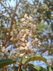 Miconia burchellii