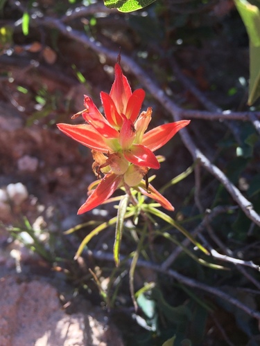 Castilleja linifolia (Castilleja linifolia)