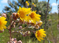 Osteospermum junceum