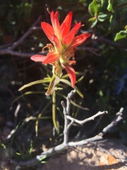 Castilleja linifolia