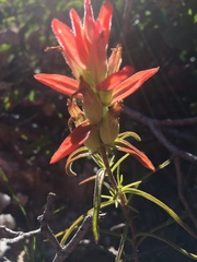 Castilleja linifolia