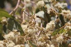 Eucalyptus apodophylla