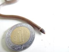 Tantilla