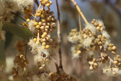 Eucalyptus apodophylla