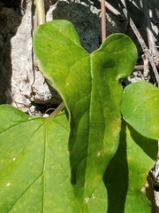 Cynanchum unifarium