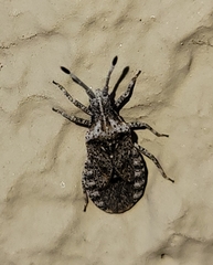Scolopocerus