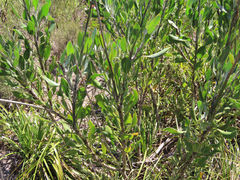 Osteospermum junceum