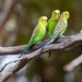 Budgerigar - Photo (c) pdubbin, some rights reserved (CC BY-NC)