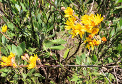 Osteospermum junceum