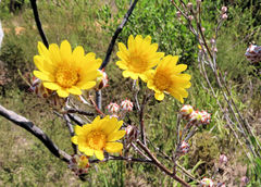 Osteospermum junceum