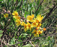 Osteospermum junceum