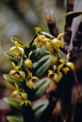 Epidendrum alsum