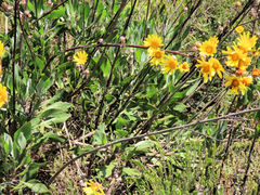 Osteospermum junceum