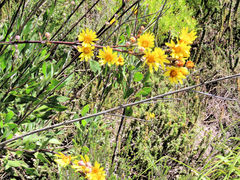 Osteospermum junceum