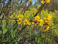 Osteospermum junceum