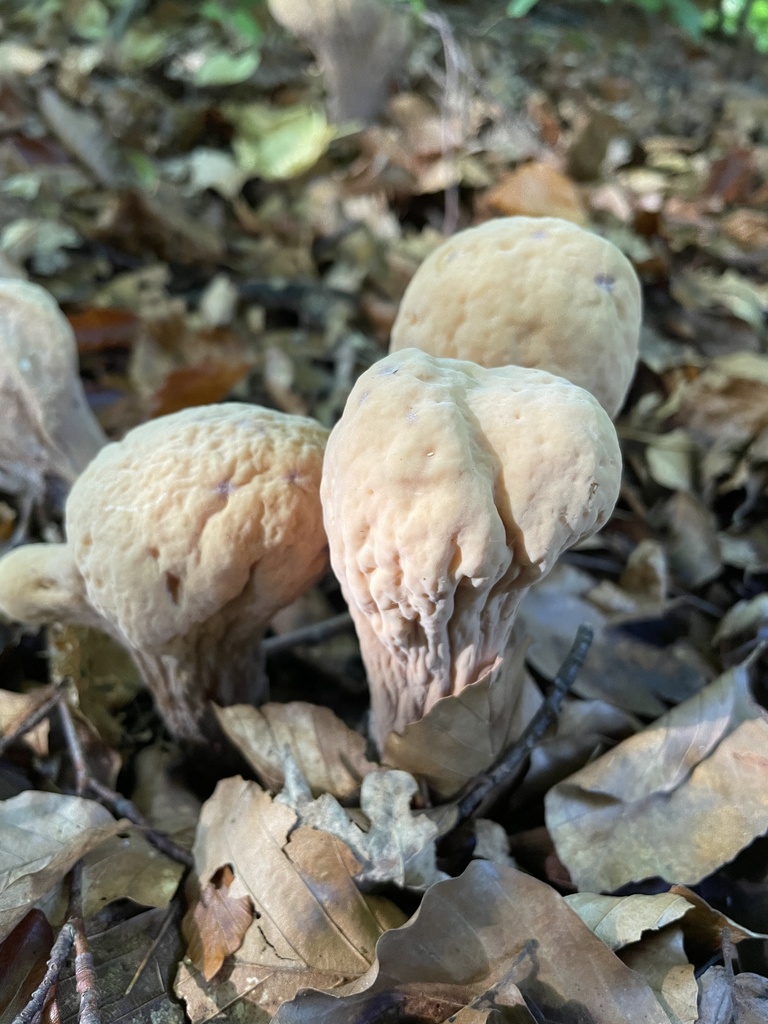 common club coral fungus