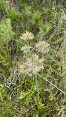 Lachnanthes caroliniana image