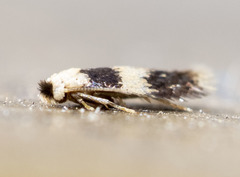 Stigmella nigriverticella