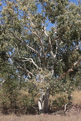 Eucalyptus apodophylla