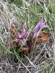 Aphyllon californicum californicum