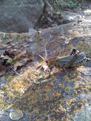 Taeniopoda picticornis